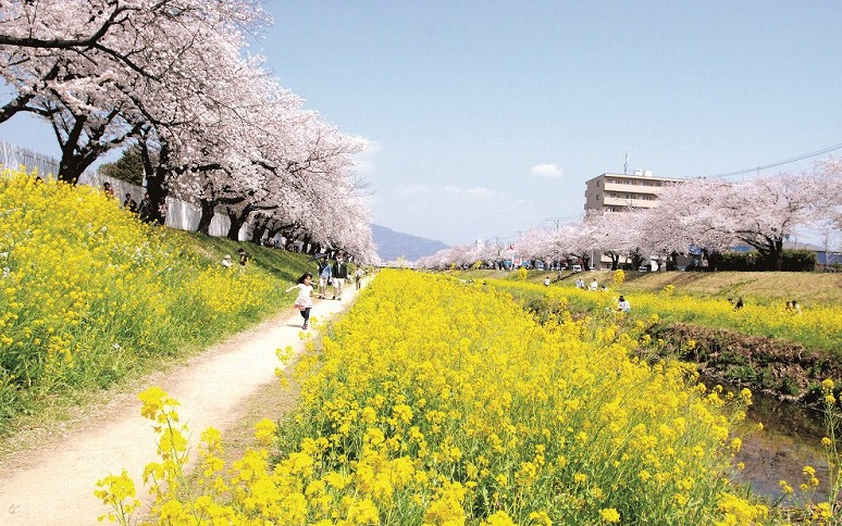 市内を流れる佐奈川の両岸に咲き誇る桜と菜の花(豊川市)