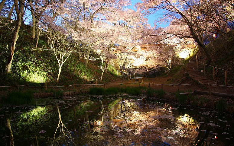 「天下第一の桜」が咲き誇る高遠城址公園(伊那市)