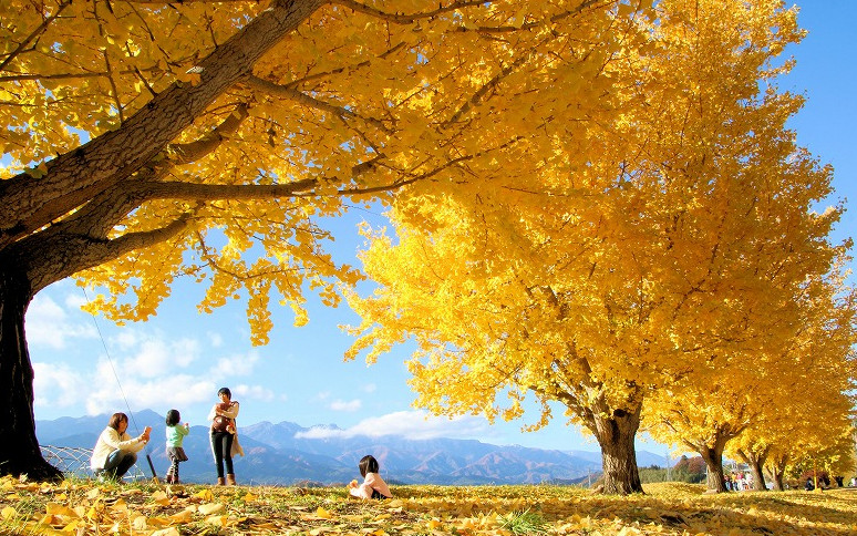 「渡場のイチョウ並木」鮮やかに色づく11月が見頃(中川村)